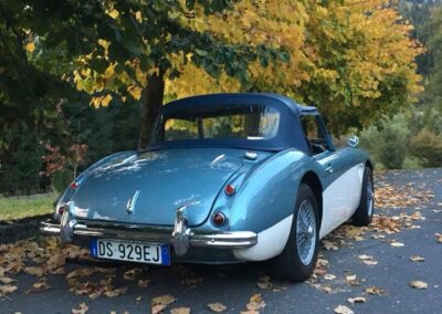 Rear view of a vintage two-tone Austin Healey 3000 in blue and white